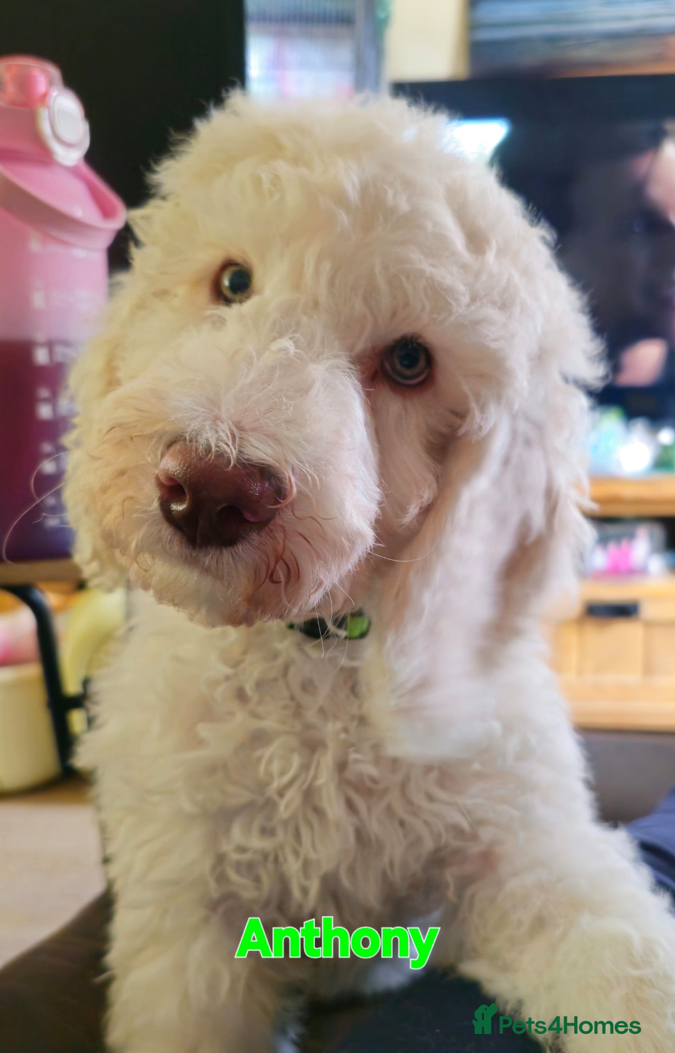 Labradoodle dogs Stunning standard multi-generational labradoodles  - Advert 2