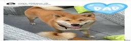 Japanese Shiba Inu dogs for sale: Clear DNA red Shiba Inu puppy champion parents - Advert 15