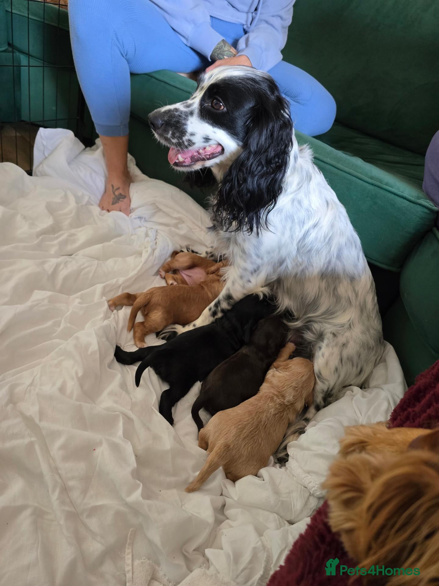 Cocker Spaniel dogs Stunning cocker spaniels  - Advert 2