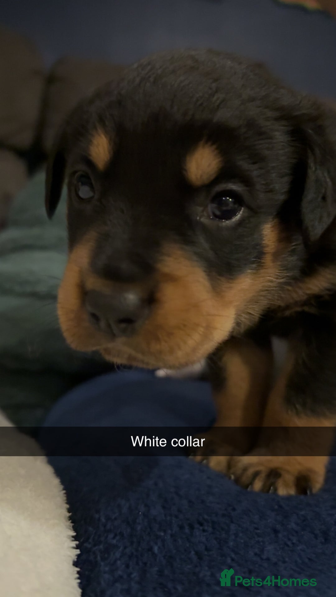 Rottweiler dogs for sale: Gorgeous Rottweiler puppies - Advert 13