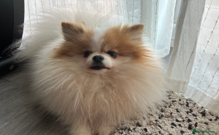 Pomeranian dogs - Advert 16