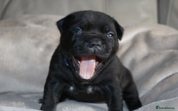 Staffordshire Bull Terrier dogs for sale: KC Reg Staff Pups Blue/Black, Champion Blood Lines - Image 14