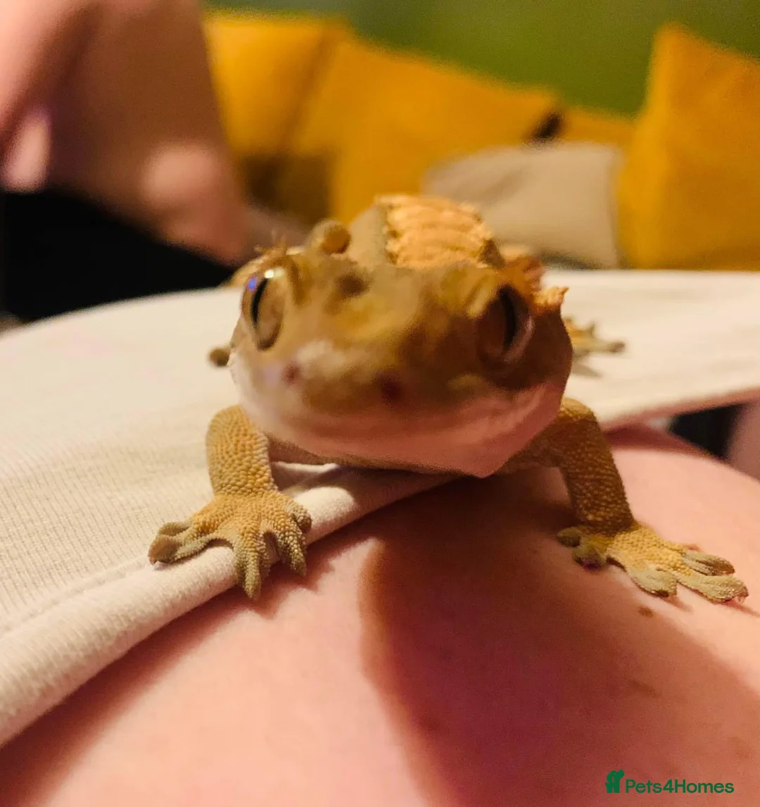 Gecko reptiles for sale: Female harlequin crested gecko in Bridgend - Advert 2