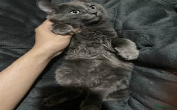 British Longhair cats for sale: british long hair  - Image 3