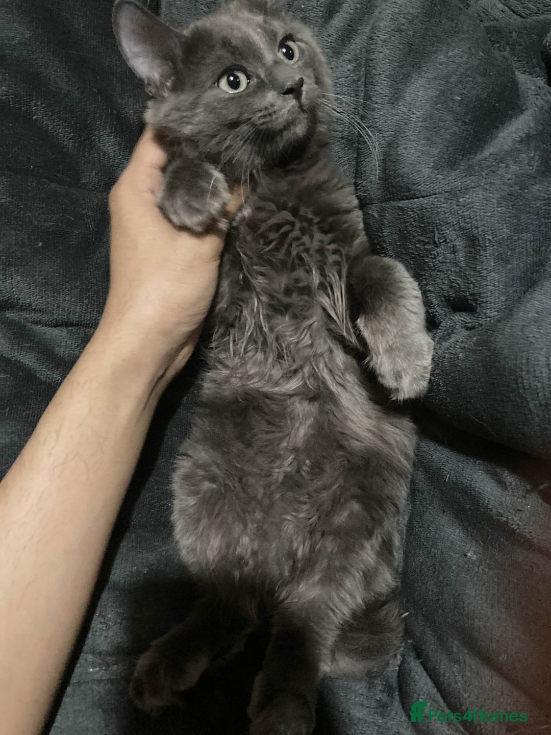 British Longhair cats for sale: british long hair  - Image 3