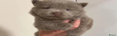 Chow Chow 5