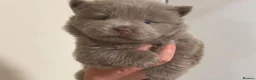 Chow Chow dogs for sale: Adorable 1 boy & 6 girls Chow Chow Puppies in Clydebank - Advert 5