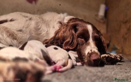 English Springer Spaniel dogs for sale: English Springer Spaniel Puppies  - Image 21