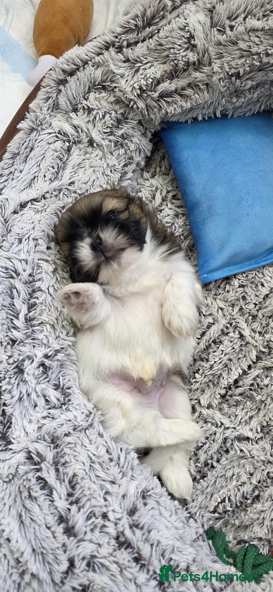 Shih Tzu dogs Adorable Pure Shih Tzu Puppies Ready 1st May 2026 - Advert 2