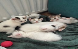 Mixed Breed cats for sale: 5 Adorable Fluffy White Playful Kittens  - Image 17