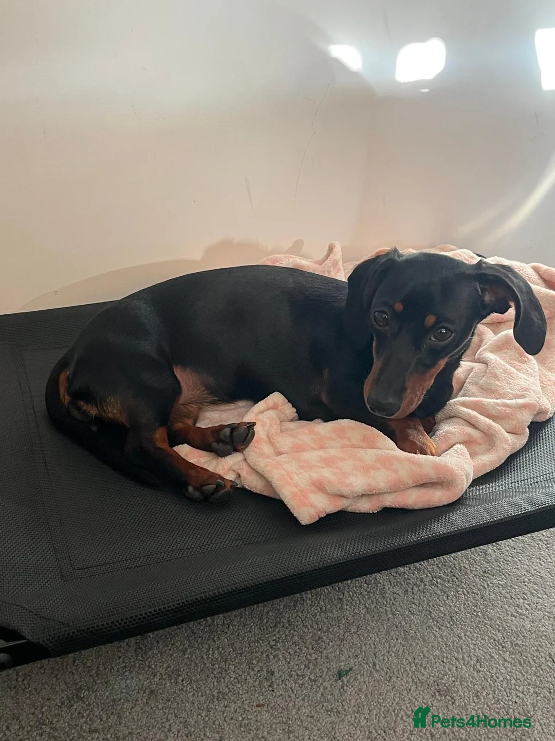 Miniature Dachshund dogs for stud: Miniature dachshund stud  - Advert 1