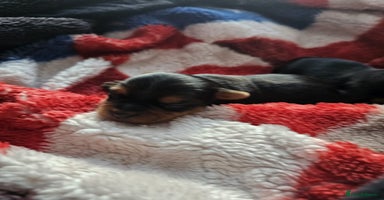 Yorkshire Terrier dogs - Advert 9