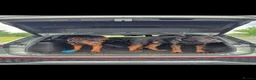 Chinese Red Dog dogs for sale: Stunning Chinese Red Dog Puppies. in Manchester - Advert 14