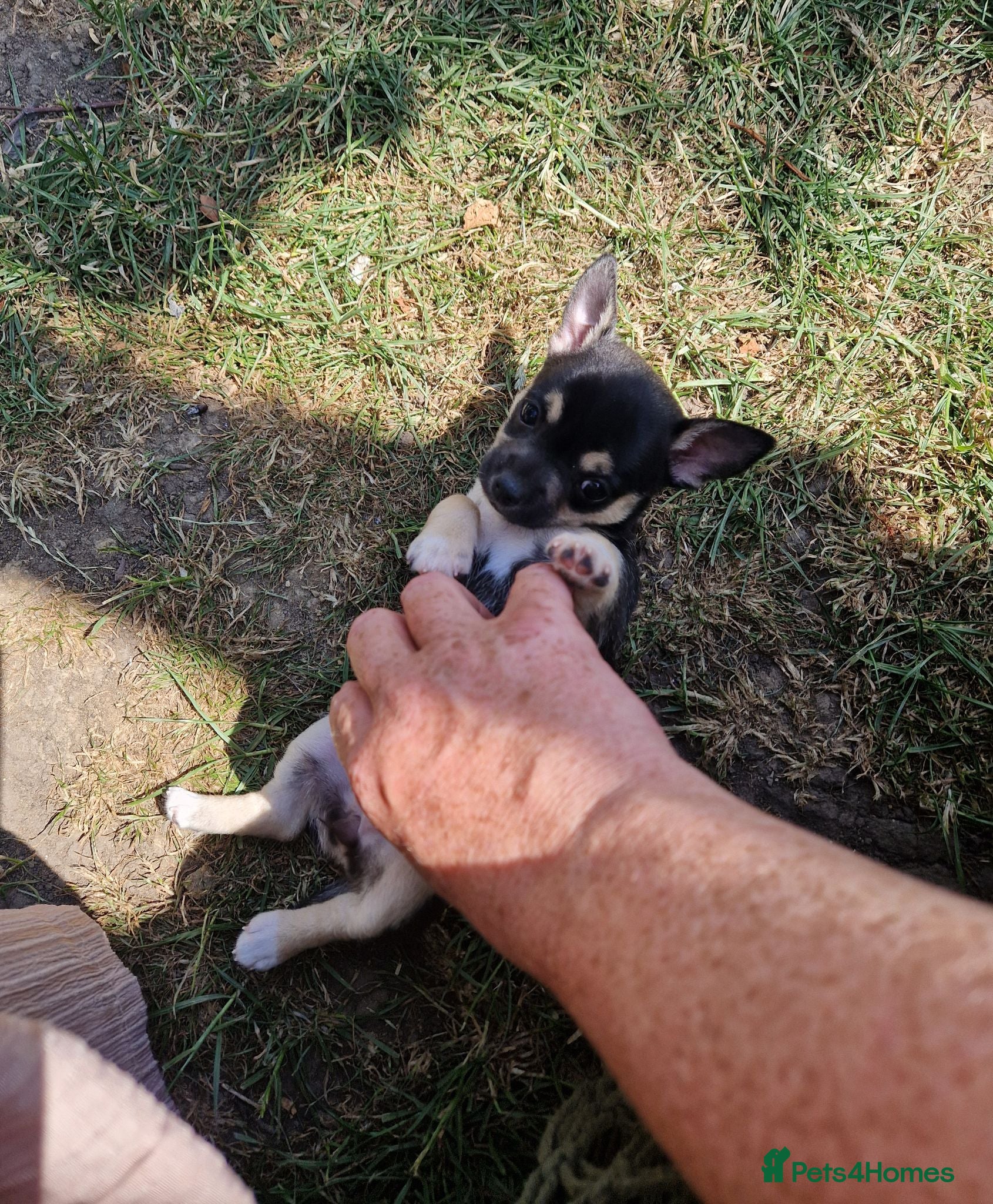 Chihuahua dogs Black and tan Chihuahua girl puppy - Advert 8