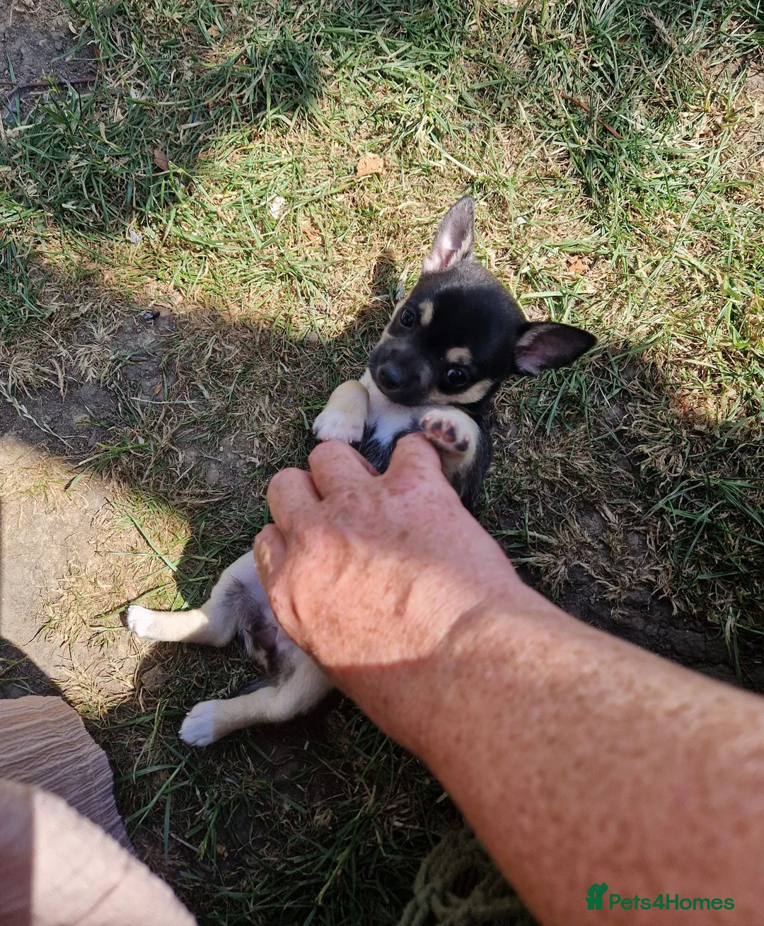 Chihuahua dogs for sale: Black and tan Chihuahua girl puppy - Advert 1