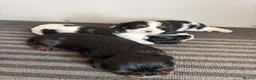 Cavalier King Charles Spaniel dogs for sale: Full bred choc carriers CKCS puppy’s  - Advert 13