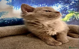 Selkirk Rex cats for sale: Gorgeous Selkirk Rex kittens - Image 22