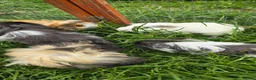 Guinea Pig rodents for sale: Female guinea pigs in Musselburgh - Advert 4