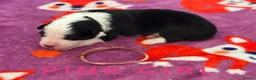 Border Collie dogs for sale: Fully Health Tested, KC registered puppies due - Advert 9