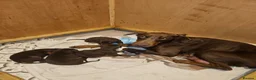 Dobermann dogs for sale: Dobermann puppies  in Maidstone - Advert 5