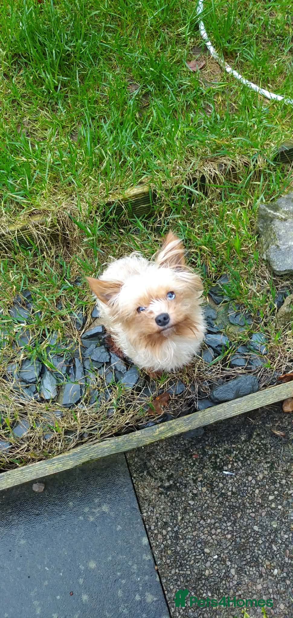 Yorkshire Terrier dogs Golden Yorkshire Terrier - Advert 1