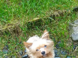 Yorkshire Terrier dogs Golden Yorkshire Terrier - Advert 6