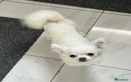 Chihuahua dogs for sale: Absolutely gorgeous White Longcoat Boy  - Image 3