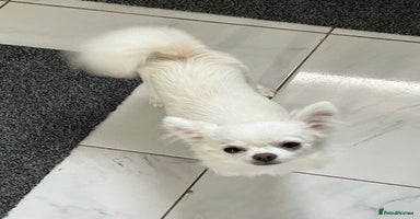 Chihuahua dogs - Advert 15