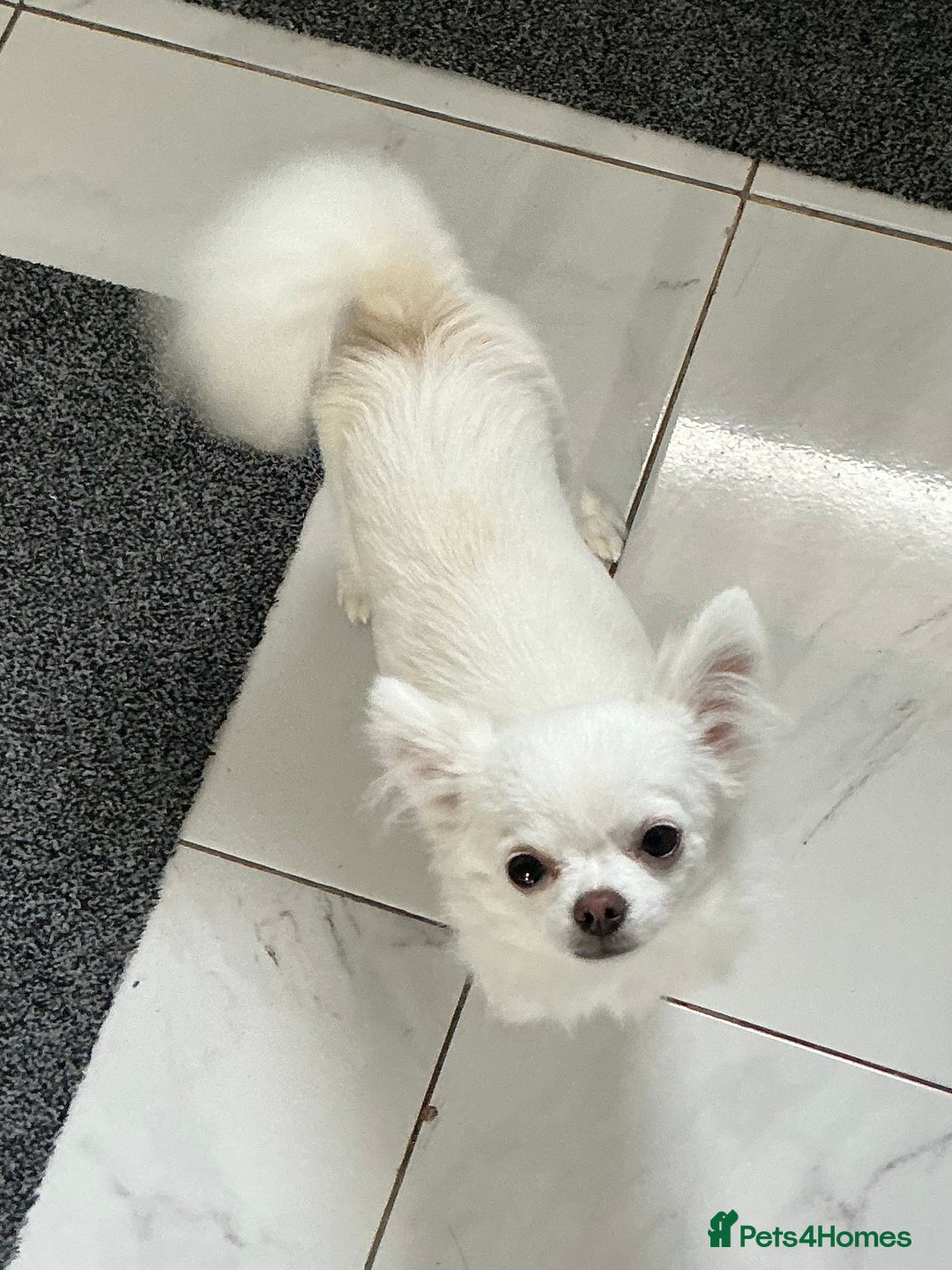 Chihuahua dogs for sale: Absolutely gorgeous White Longcoat Boy  - Image 3