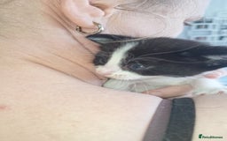 Domestic Shorthair cats for sale: Gorgeous kittens  - Image 5