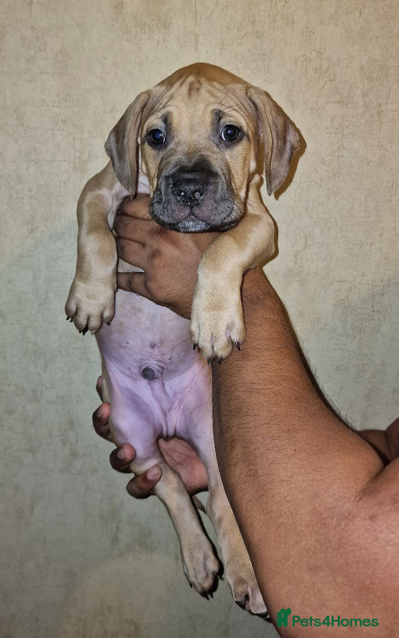 Mixed Breed dogs Mastiff puppies 2 AVAILABLE  - Advert 7