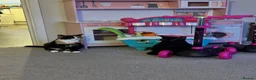 Mixed Breed cats for sale: Here is willow and Winnie  in Scarborough - Advert 2