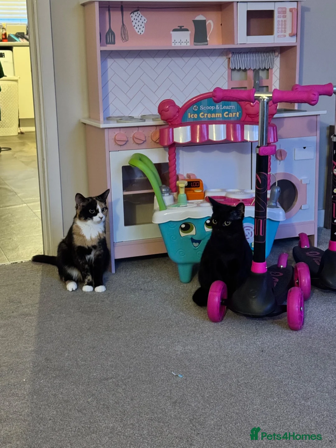 Mixed Breed cats for sale: Here is willow and Winnie  in Scarborough - Advert 2
