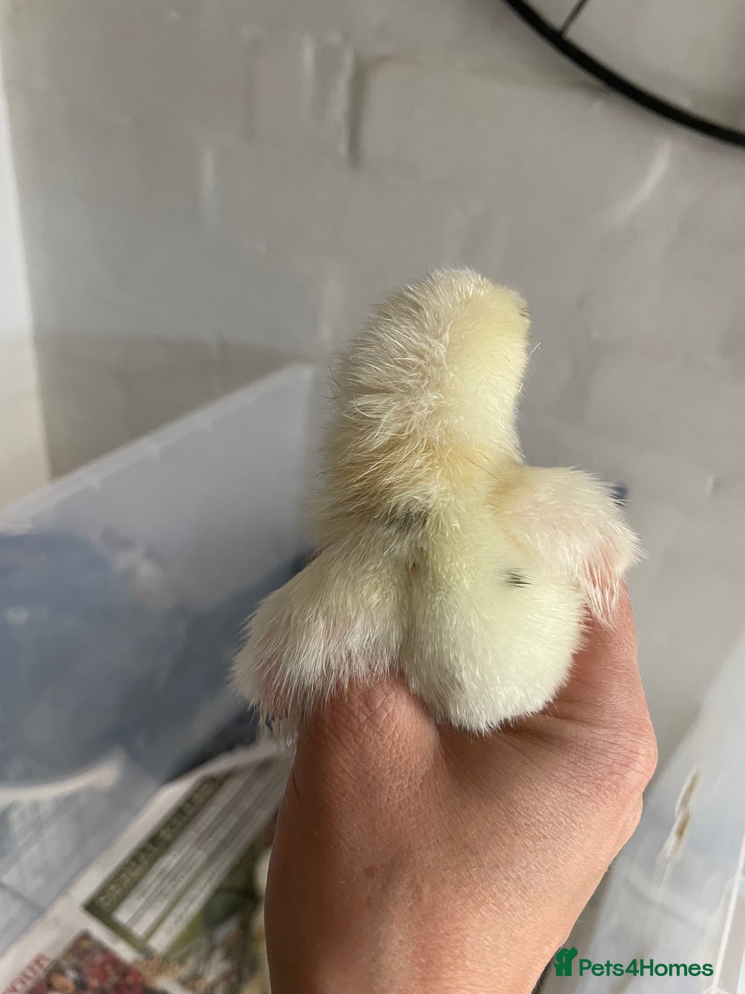 Chickens poultry for sale: Wyandottes, orpingtons - Image 11