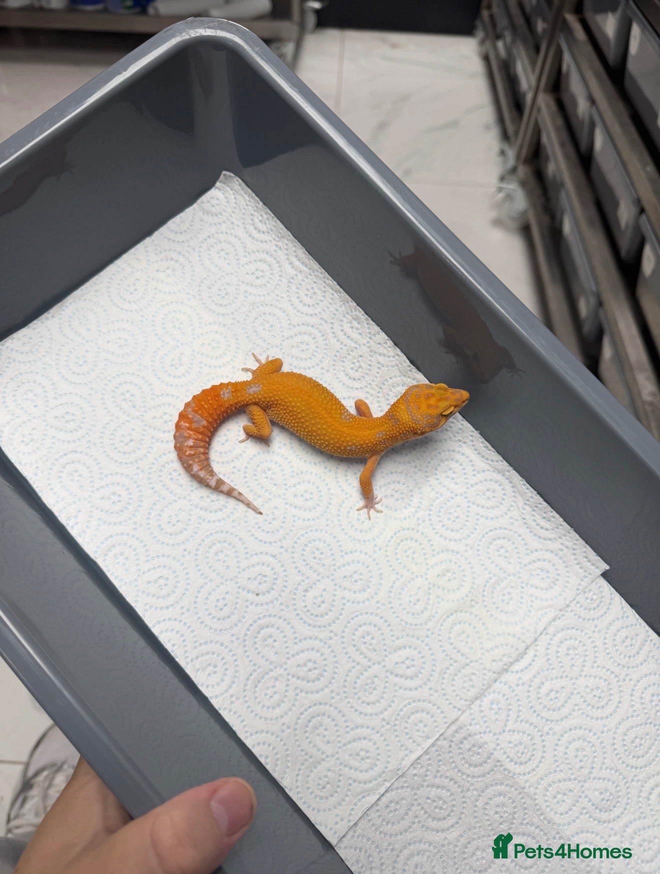 Leopard Gecko reptiles for sale: Tangerine Tremper ( Red Diamond ) - Advert 17