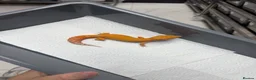 Leopard Gecko reptiles for sale: Tangerine Tremper ( Red Diamond ) in Barry - Advert 1