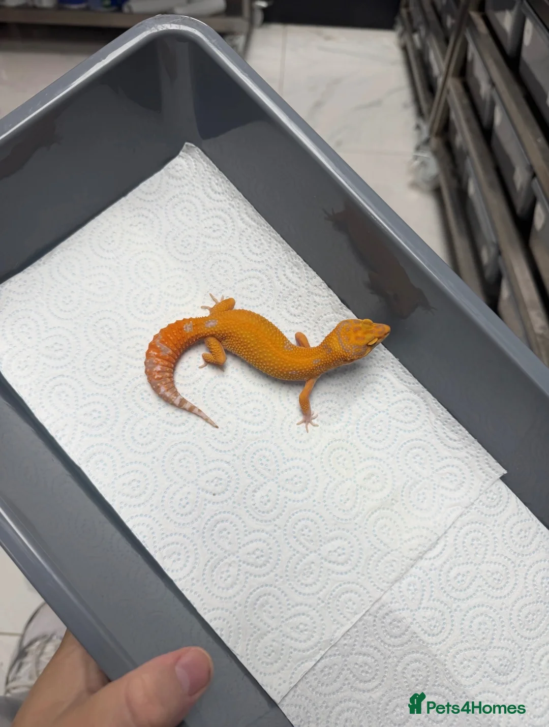 Leopard Gecko reptiles for sale: Tangerine Tremper ( Red Diamond ) in Barry - Advert 1