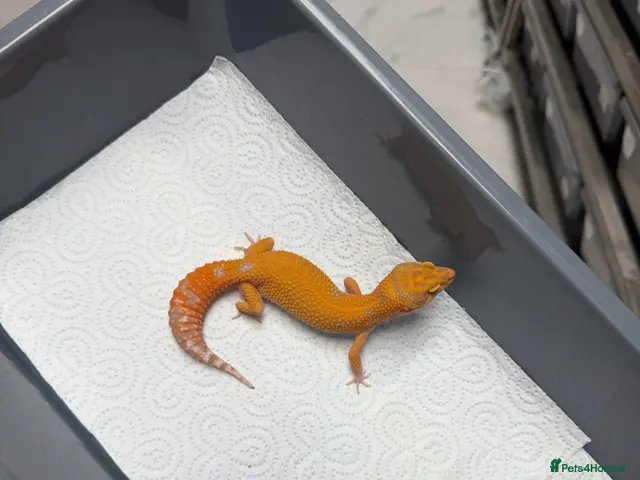 Leopard Gecko reptiles for sale: Tangerine Tremper ( Red Diamond ) - Advert 17