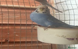 Budgerigars birds for sale:  budgies for sale  - Image 2