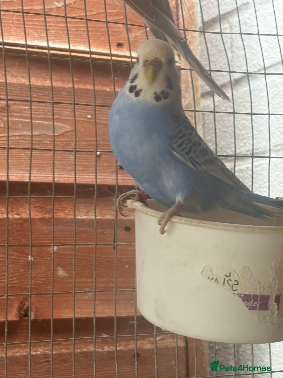 Budgerigars birds for sale:  budgies for sale  - Image 2