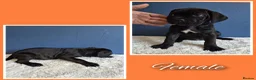 Cane Corso dogs for sale: Stunning cane corso pups - Advert 6