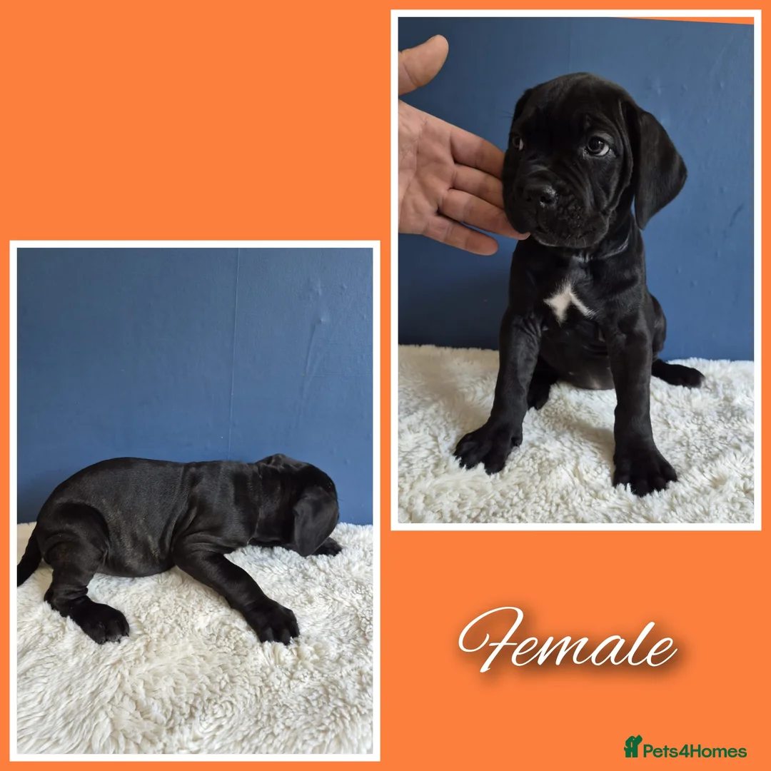 Cane Corso dogs for sale: Stunning cane corso pups - Advert 6