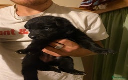 German Shepherd dogs for sale: 8 German shepherd puppies - Image 4