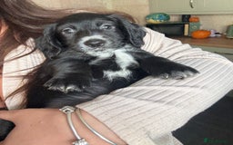 Cocker Spaniel dogs for sale: cockerspaniels  - Image 3