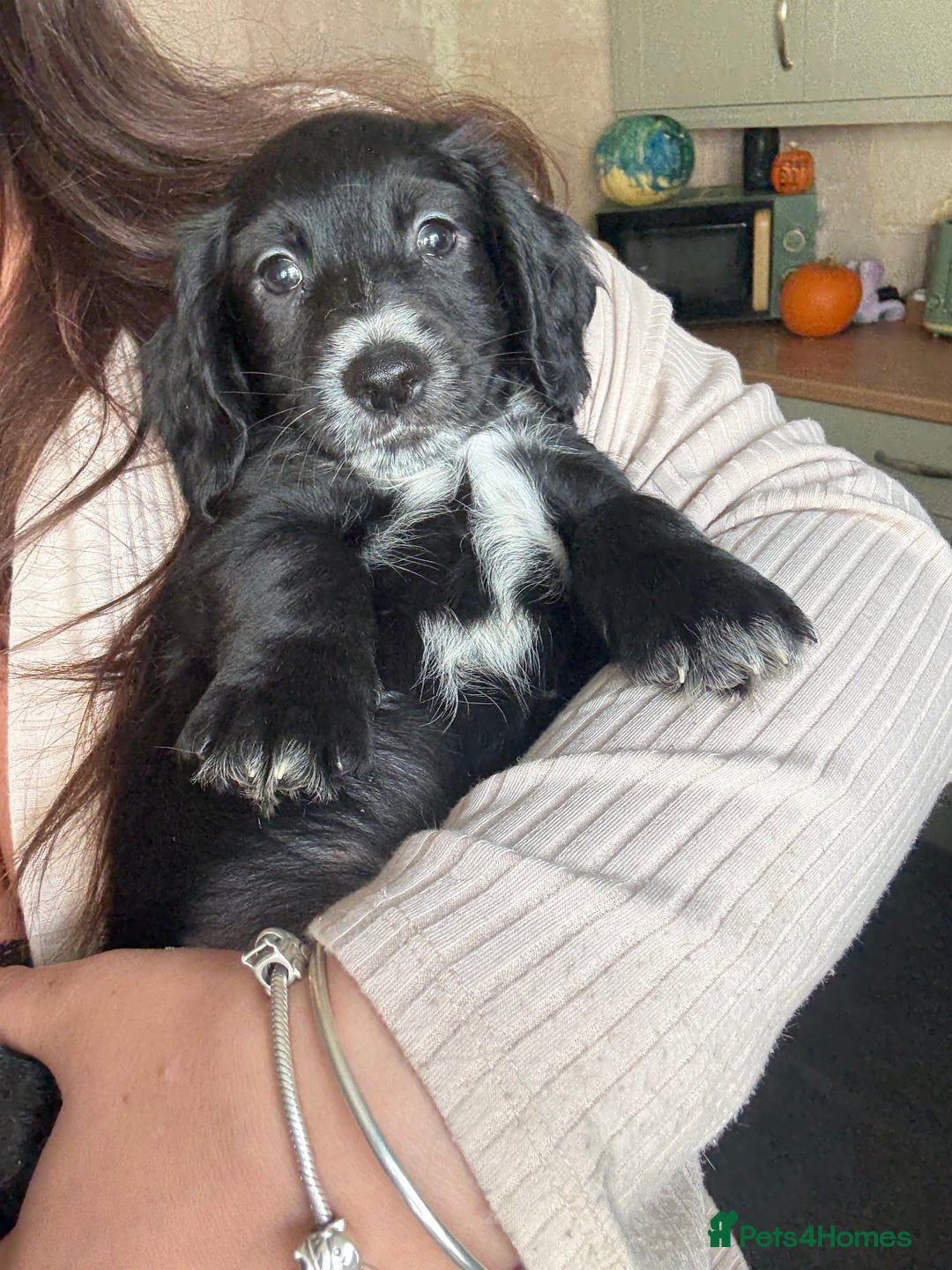 Cocker Spaniel dogs for sale: cockerspaniels  - Image 3