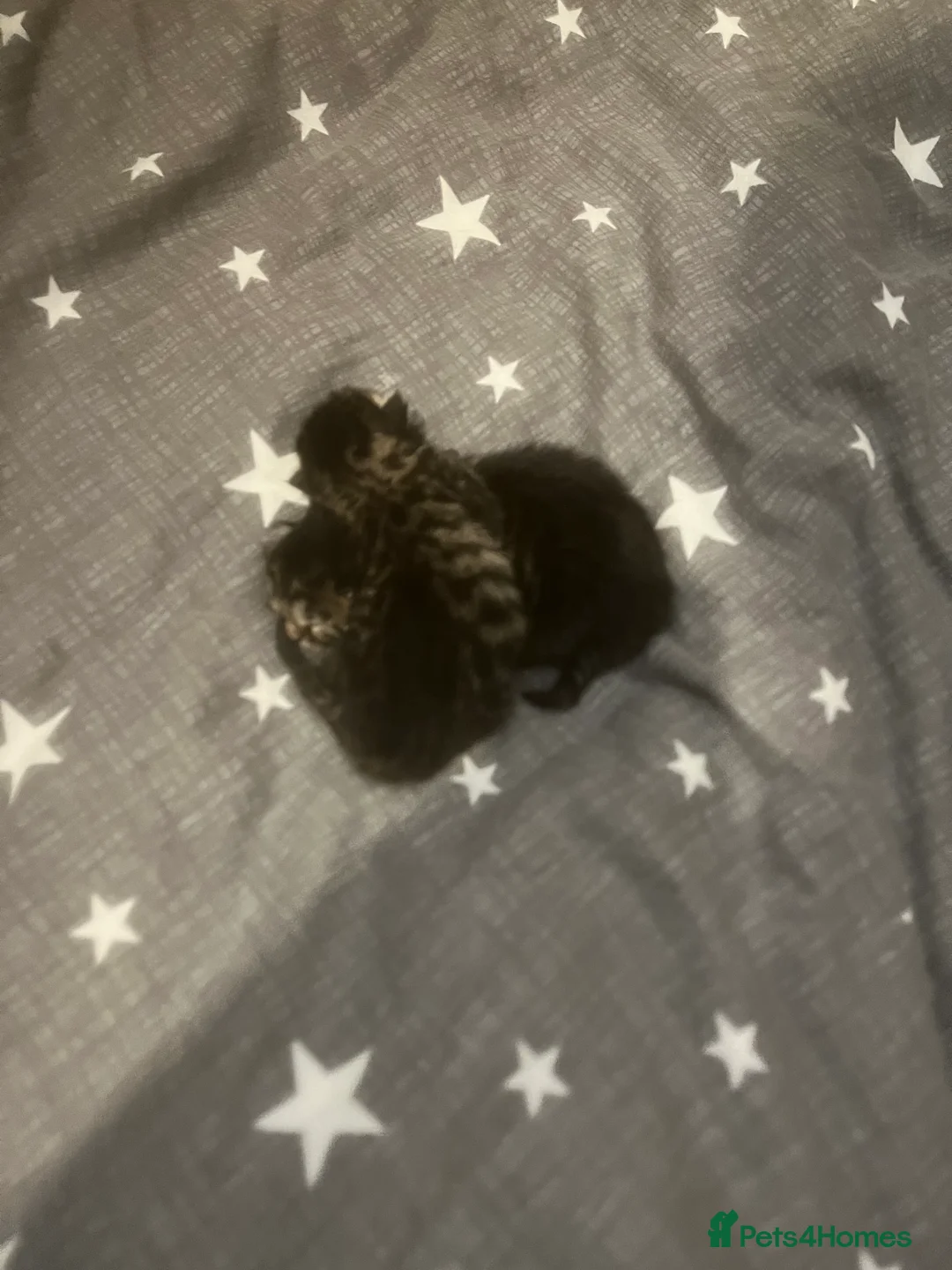 Bengal cats for sale: Bengal Mix  - Advert 6