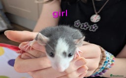 Rat rodents for sale: Dumbo rats - Image 5