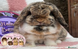 Mini Lop rabbits for sale: Adult Mini Lop Doe’s  - Image 6