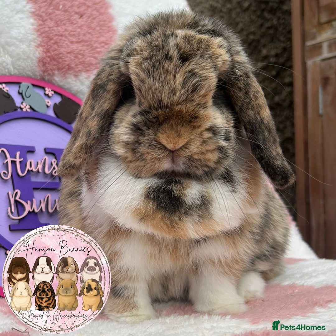 Mini Lop rabbits for sale: Adult Mini Lop Doe’s  - Image 6
