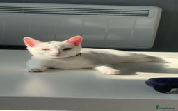 Domestic Shorthair cats for sale: 2 cats for sale - read description  - Image 6